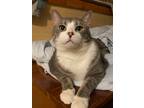 Adopt Ramses a Gray, Blue or Silver Tabby Domestic Mediumhair (medium coat) cat