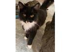 Adopt Misha a Black & White or Tuxedo Domestic Longhair (long coat) cat in