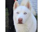 Adopt Kai a White - with Tan, Yellow or Fawn Husky / Mixed dog in Eufaula