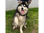 Adopt Rumble a Black Husky / Mixed dog in Eufaula, OK (38083603)
