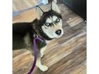 Adopt Kurama a Black Husky / Mixed dog in Eufaula, OK (38083605)