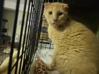 Adopt Simba a Orange or Red Domestic Mediumhair (medium coat) cat in Middletown