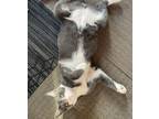 Adopt Darius a Gray or Blue (Mostly) Domestic Shorthair (short coat) cat in