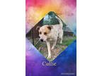 Adopt Callie a Red/Golden/Orange/Chestnut - with White Australian Cattle Dog /