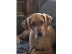 Adopt Surya a Tan/Yellow/Fawn - with White Black Mouth Cur / Mixed dog in Los