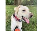 Adopt Penny a Tan/Yellow/Fawn Labrador Retriever / Mixed dog in Amherst