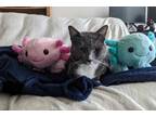 Adopt Benny a Gray or Blue (Mostly) Domestic Shorthair (short coat) cat in
