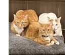 Adopt Mufasa, May, Mel a Orange or Red Domestic Shorthair (short coat) cat in