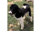 Adopt Boris a Black - with White Poodle (Standard) / Mixed dog in Blanchard