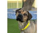 Adopt Stoops a Tan/Yellow/Fawn - with Black Labrador Retriever / Mixed dog in