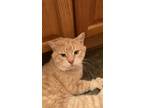 Adopt Taco a Orange or Red Tabby Domestic Shorthair (short coat) cat in Calgary
