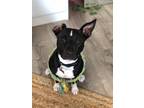 Adopt Luna a Black - with White American Pit Bull Terrier / Mixed dog in Los