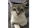 Adopt Serenity a Gray, Blue or Silver Tabby American Shorthair (short coat) cat