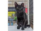 Adopt Gutsy a All Black Domestic Shorthair / Domestic Shorthair / Mixed cat in