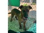 Adopt Star a Brindle - with White Cattle Dog / Mixed dog in Horn Lake