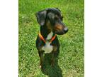 Adopt Prince - FL a Tricolor (Tan/Brown & Black & White) Catahoula Leopard Dog /