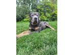 Adopt Alfonso a Gray/Blue/Silver/Salt & Pepper Cane Corso / Mixed Breed (Large)