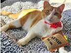 Adopt Gingi a Orange or Red (Mostly) Domestic Shorthair (short coat) cat in