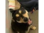 Adopt Branch a Black Rottweiler / Mixed dog in Jefferson City, TN (38085393)