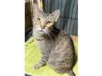 Adopt Sandy a Tiger Striped Domestic Shorthair (short coat) cat in Xenia