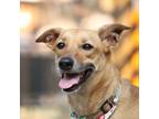 Adopt Chai a Tan/Yellow/Fawn - with White Labrador Retriever / Mountain Cur /