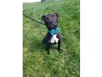 Adopt Ridge a Black - with White American Pit Bull Terrier / Mixed dog in