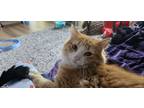 Adopt Ben a Orange or Red Domestic Longhair (long coat) cat in Parkesburg