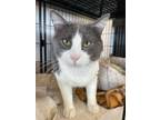 Adopt Ganon a Gray or Blue (Mostly) Domestic Shorthair (short coat) cat in