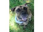 Adopt Delta a Brindle Mastiff / Mixed dog in Norwood, GA (38087864)