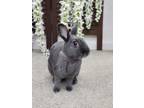 Adopt Prestley a Grey/Silver Lilac / Mixed (short coat) rabbit in Melbourne
