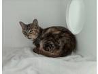 Adopt Poke a Orange or Red Domestic Shorthair / Domestic Shorthair / Mixed cat