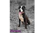 Adopt Mercedes a Black - with White American Pit Bull Terrier / Mixed dog in
