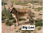 Adopt Big Leo a Black - with Tan, Yellow or Fawn Bloodhound / German Shepherd