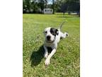 Adopt Oreo a Black - with White American Pit Bull Terrier / Boxer / Mixed dog in