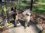 Adopt SELKIE a Merle Chow Chow / Keeshond / Mixed dog in Tolland, CT (38088582)