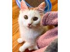 Adopt MaiTia a White Domestic Longhair (long coat) cat in Escondido
