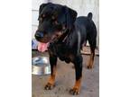 Adopt Lulu a Black Rottweiler / Mixed Breed (Medium) / Mixed (short coat) dog in