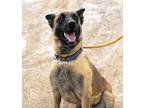 Adopt DEVI a Brown/Chocolate - with Tan German Shepherd Dog / Belgian Malinois /