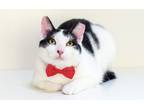 Adopt Maximilian a Black & White or Tuxedo Domestic Shorthair (short coat) cat