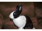Adopt Karen a Black Dutch / Mixed (short coat) rabbit in Melbourne