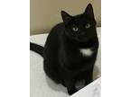 Adopt Bowie a All Black Domestic Shorthair / Domestic Shorthair / Mixed cat in