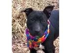 Adopt Nebula a Black American Pit Bull Terrier / Mixed dog in Terre Haute