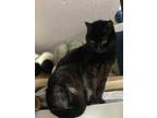 Adopt Caipora a All Black Domestic Mediumhair (medium coat) cat in Escondido