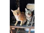 Adopt AJ a Domestic Shorthair cat in Steinbach, MB (37600043)