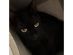 Adopt GRACIE a All Black Domestic Shorthair / Mixed cat in St.