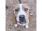 Adopt Sasha a Tan/Yellow/Fawn - with White American Pit Bull Terrier / Mixed dog