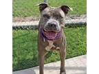 Adopt Deci a Gray/Silver/Salt & Pepper - with Black Pit Bull Terrier / Mixed dog