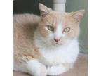 Adopt GARFIELD a Orange or Red Domestic Shorthair / Mixed cat in Kyle