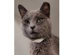 Adopt Carter a Gray or Blue Domestic Shorthair / Domestic Shorthair / Mixed cat