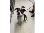Adopt Raider a White American Pit Bull Terrier / Mixed dog in Moses Lake